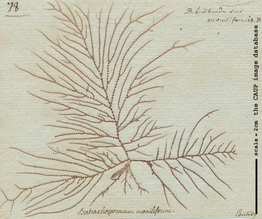 Batrachospermum gelatinosum 40.jpg